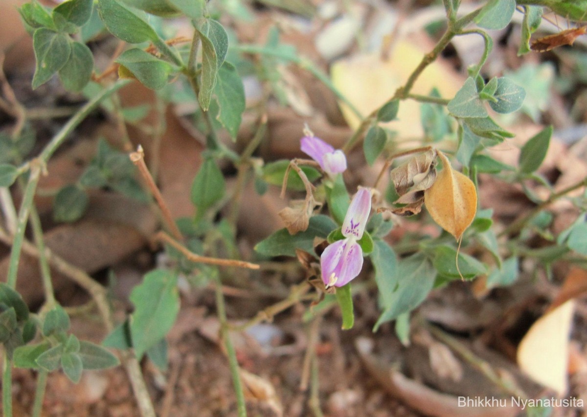 Dicliptera neesii (Trimen) L.H.Cramer